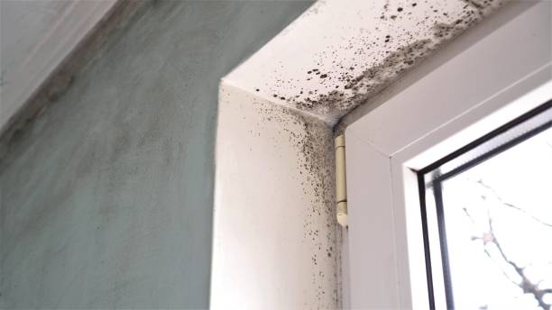 Best Post-Flood Mold Remediation in USA